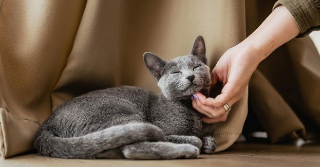68 proc. Polaków ma wrażenie, że ich kot ich ignoruje. To efekt błędnej interpretacji kociej mowy ciała