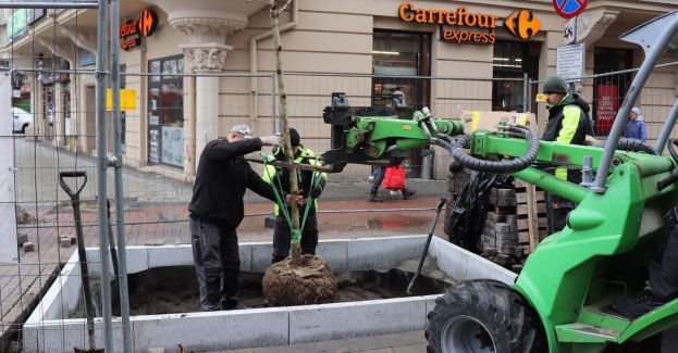 Kasztanowce na ul. Stawowej