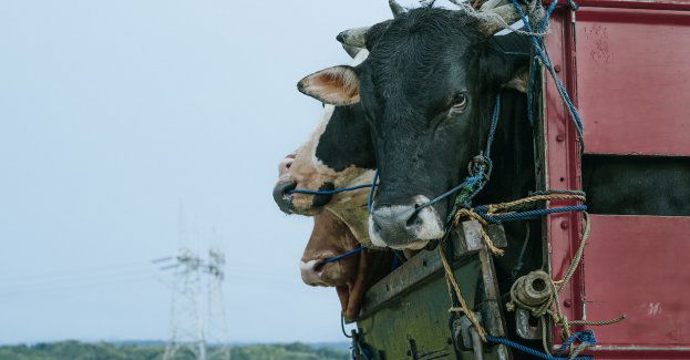 Policjanci gasili pożar ciężarówki przewożącej bydło
