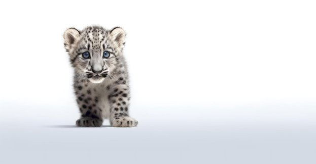 Dwie pantery śnieżne przyszły na świat w Śląskim Ogrodzie Zoologicznym