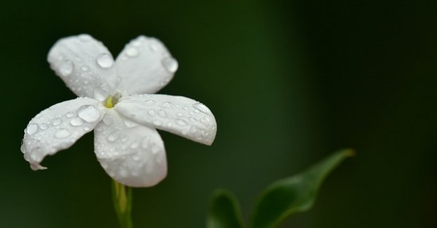 W poniedziałek burze i deszcz na zachodzie