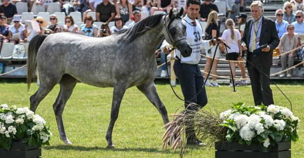 15 klaczy będzie licytowanych na niedzielnej aukcji Pride of Poland w Janowie Podlaskim