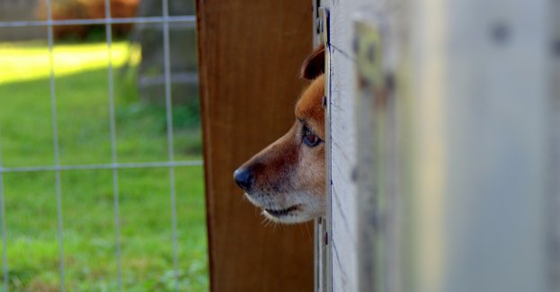 Schronisko działa prawidłowo