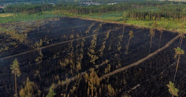 W czterech województwach duże zagrożenie pożarowe w lasach