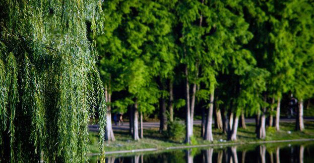 Odnowiono zabytkowy park w Ciechanowie - posadzono prawie 22 tys. roślin