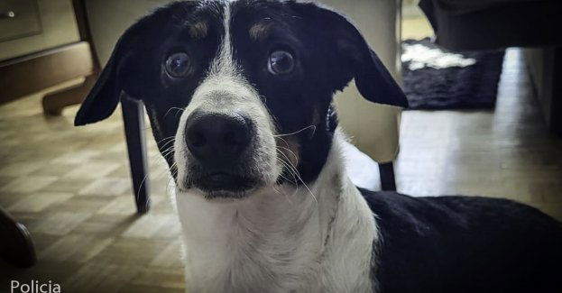 Znęcał się nad psem, usłyszał zarzuty