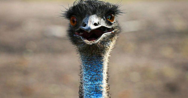 Struś schwytany przed terminalem lotniska w Świdniku