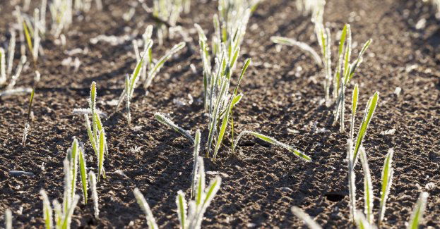 Ogromne straty z powodu przymrozków