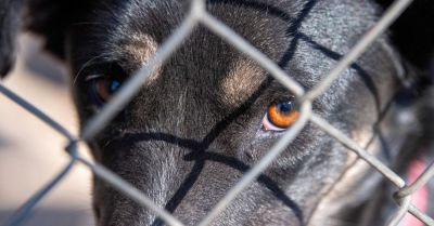 Dolnośląskie: zakończyła się kontrola schronisk dla zwierząt; nie stwierdzono nieprawidłowości