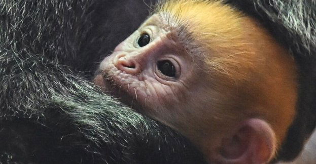 W Gdańskim Ogrodzie Zoologicznym przyszedł na świat lutung jawajski