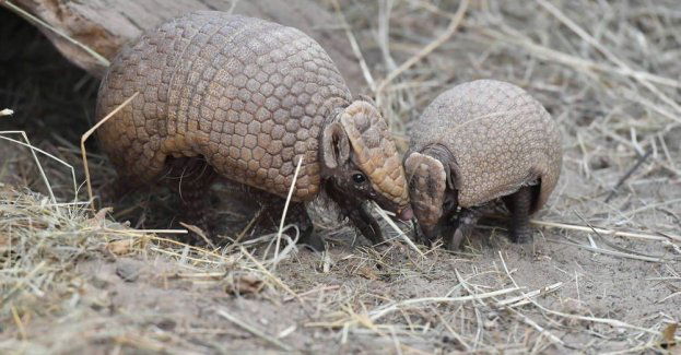 W warszawskim zoo urodził się pancernik bolita południowa