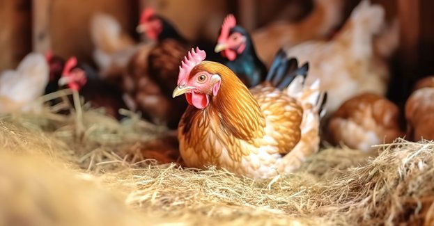 Siódme ognisko ptasiej grypy; tym razem w powiecie ryckim