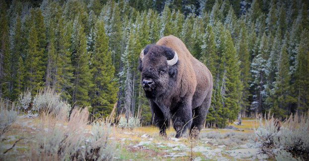 Bizony, które uciekły z hodowli na Śląsku, trafią do "Safari bizon" w Kurozwękach