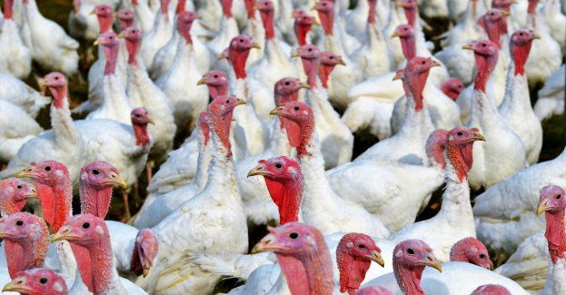 Ognisko ptasiej grypy na fermie indyków w powiecie lubartowskim