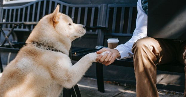Pies nie opuścił właściciela, który uległ wypadkowi. Razem byli na noszach