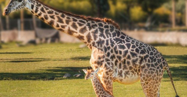 Pierwszy od lat samiec żyrafy urodził się w Śląskim Ogrodzie Zoologicznym