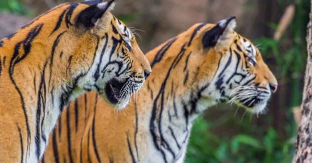 Tygrysy sumatrzańskie przyjechały do zoo w Łodzi pierwszy raz w historii