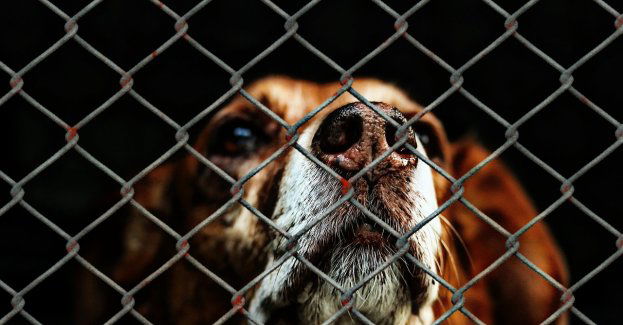 Kilkadziesiąt psów ze schroniska znalazło stały dom po akcji tymczasowej adopcji związanej z mrozami