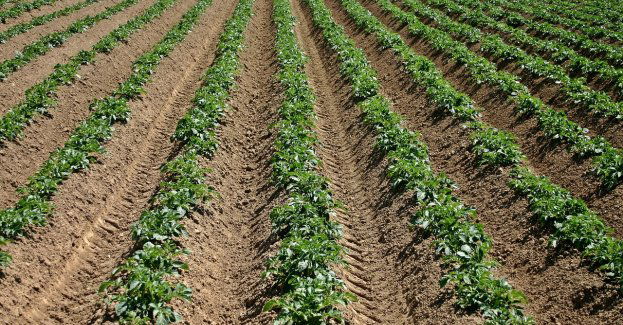 Przymrozki miały negatywny wpływ na rośliny, ale jest jeszcze szansa na zbiory