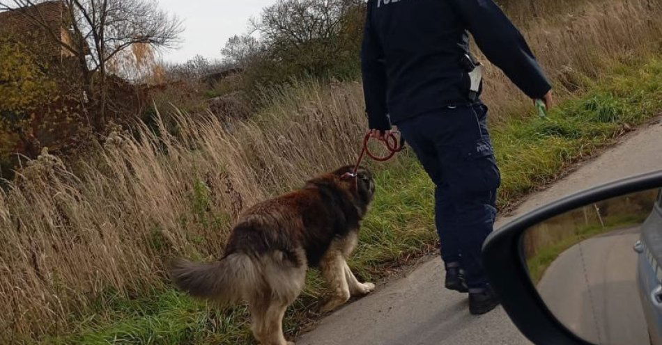 zdjęcie: Policjant przekonał psa posiłkiem i pomógł mężczyźnie / fot. KPP w Trzebnicy