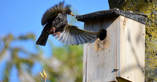 W Walentynki budki lęgowe dla ptaków i księga pamiątkowa dla zakochanych