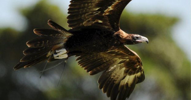 Orlik krzykliwy to rzadki ptak drapieżny w regionie