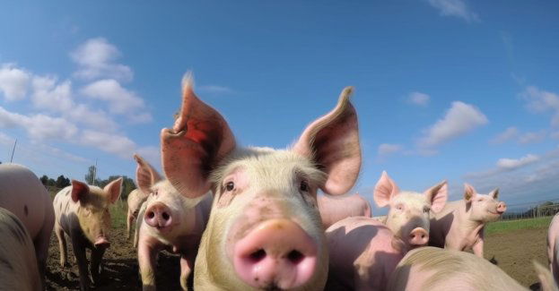 Nie należy straszyć ASF-em, ale też nie można go ukrywać