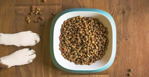 Policjantka przekazała pieniądze z zadośćuczynienia na pomoc dla bezdomnych zwierząt