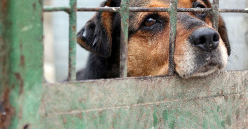 zdjęcie: Marszałek Sejmu: 17 grudnia głosowanie w sprawie prezydenckiego weta „ustawy łańcuchowej” / Celestynów k/Otwocka, 13.01.2011. Psy patrzące przez kraty w schronisku w Celestynowie. Placówka ma być zamknięta od 9 lutego. Problemy podwarszawskiego przytuliska, w którym teraz mieszka 560 psów i 30 kotów, zaczęły się w zeszłym roku, kiedy powiatowy lekarz weterynarii w Otwocku, wydał decyzję o wykreśleniu placówki z rejestru schronisk dla zwierząt. 