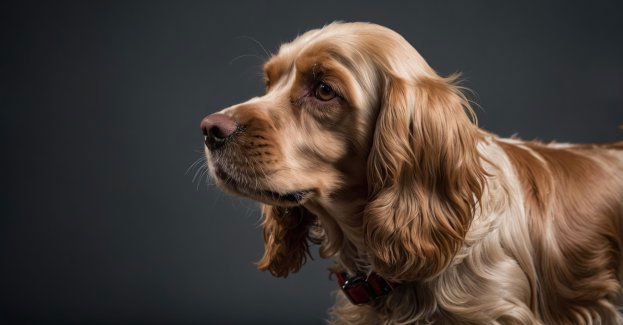 Polski spaniel myśliwski Iron pomaga policji w wykrywaniu narkotyków