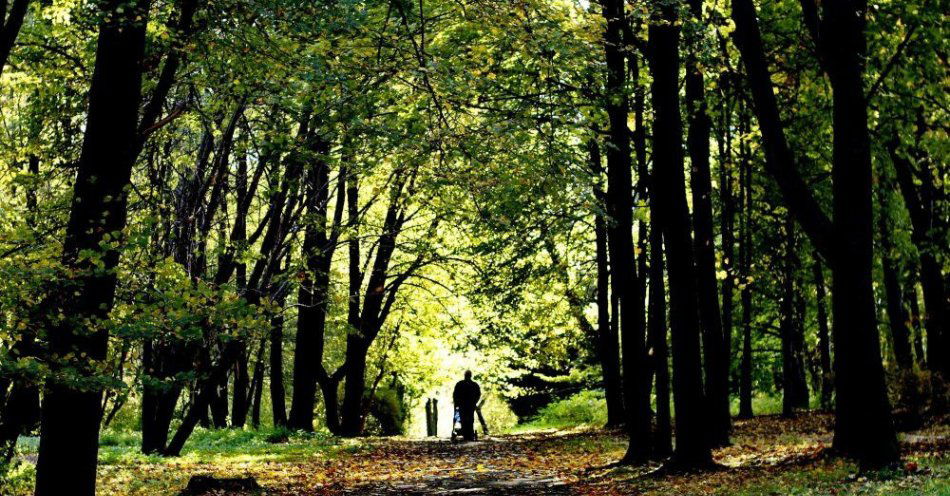 zdjęcie: Zbiórka społeczników pod projektem ochrony krajobrazu Parku Śląskiego / Chorzów, 15.10.2012. Jesień w Parku Śląskim w Chorzowie, 15 bm. (ag/awol) PAP/Andrzej Grygiel