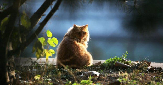 Dzikie koty wydalają więcej pasożyta wywołującego toksoplazmozę na obszarach o dużym zaludnieniu