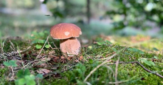 Rozpoczął się czas leśnych wędrówek i grzybobrania. Jednak podczas takiej wyprawy nietrudno stracić orientację i zgubić się w terenie. Co wtedy zrobić