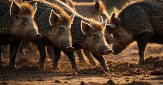 Setne ognisko ASF u dzików; najwięcej zachorowań w okolicach Elbląga