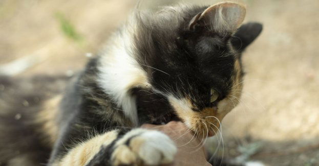 Kaliski Animals krytycznie o matce, która nagrała, jak córka znęca się nad kotem