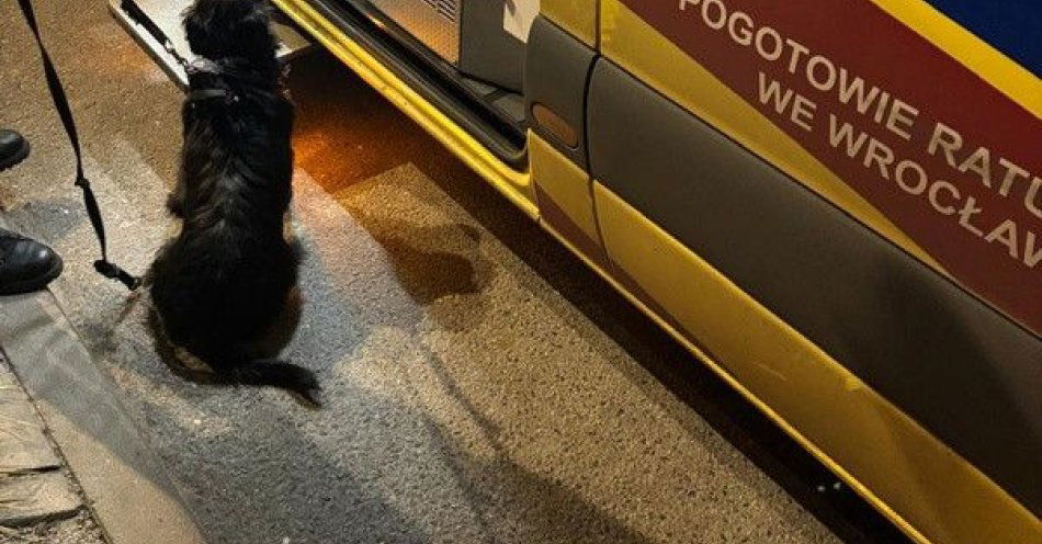 zdjęcie: Suczka doprowadziła do odnalezienia zaginionego seniora / fot. KMP w Wrocławiu
