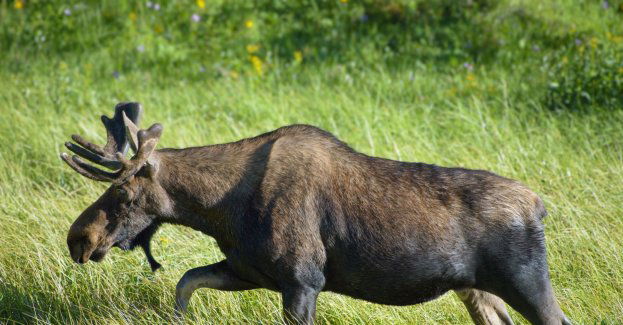 Sobota to Dzień Łosia w Poleskim Parku Narodowym
