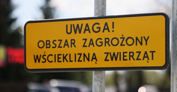 W centrum Poznania znaleziono martwego nietoperza; zwierzę chorowało na wściekliznę