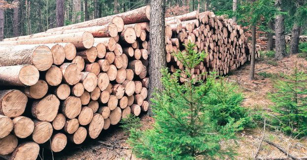 Burmistrz Woli interweniuje w sprawie wycinki ponad 3200 drzew na Odolanach