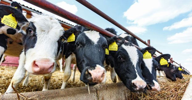 Zagrożenie pryszczycą jest bardzo poważne