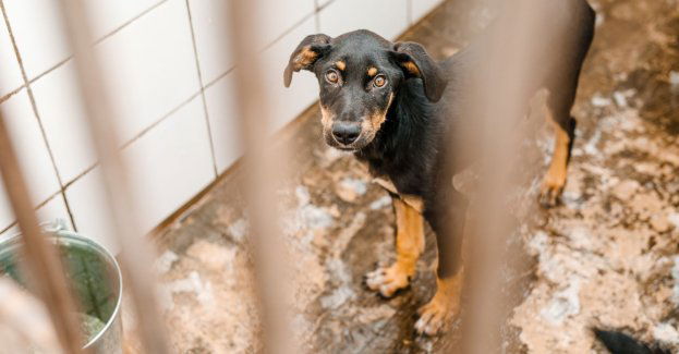 Diagnostyka w schronisku dla bezdomnych zwierząt w budżecie obywatelskim