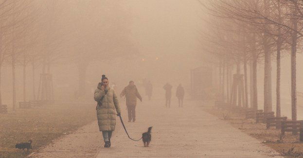 Ponad 1300 drzew zostanie posadzonych w różnych częściach miasta