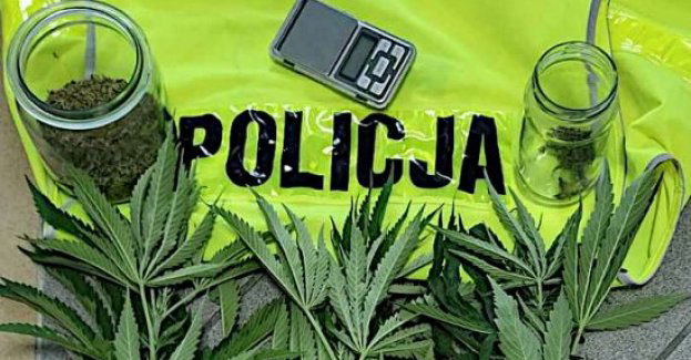 Uprawiała i posiadała marihuanę. Prokurator zastosował policyjny dozór