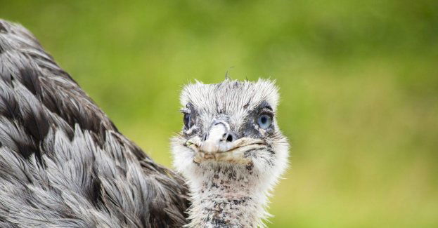 Trzy młode emu pojechały do zoo w Poznaniu