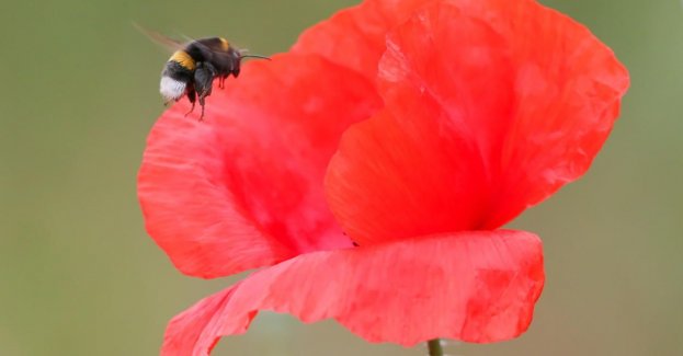 Zapylacze rozprzestrzeniają choroby z zainfekowanych kwiatów