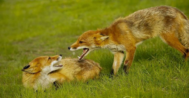 Alert RCB o akcji szczepienia lisów przeciwko wściekliźnie