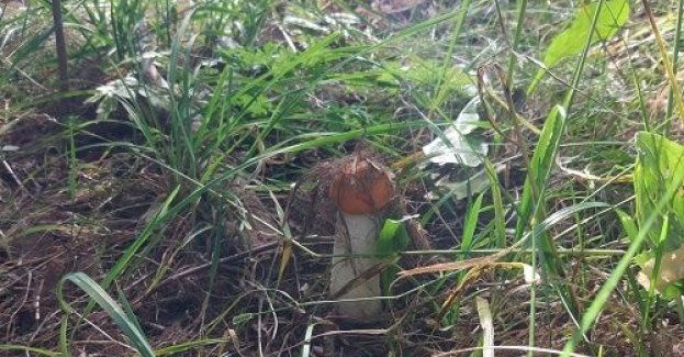 Wybierając się na grzyby, zabierz ze sobą naładowany telefon. W przypadku zabłądzenia ułatwi to akcję poszukiwawczą