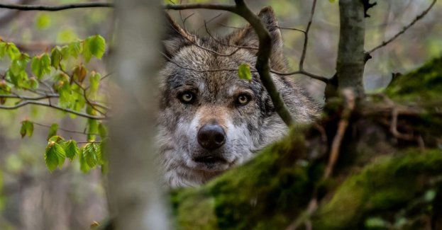 Spotkania dla mieszkańców nt. wilków