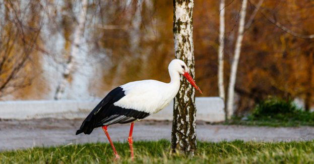 Pierwsze bociany zlatują na polski biegun zimna