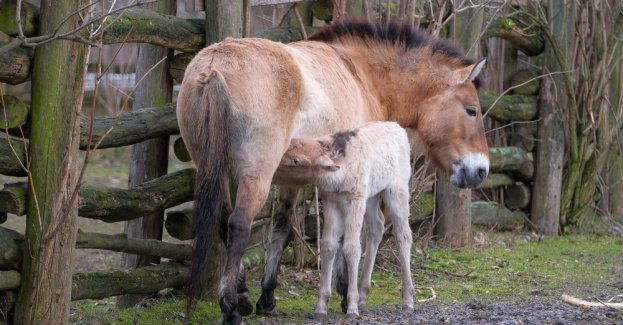 W zoo urodził się koń Przewalskiego, warszawiacy mogą wybrać mu imię